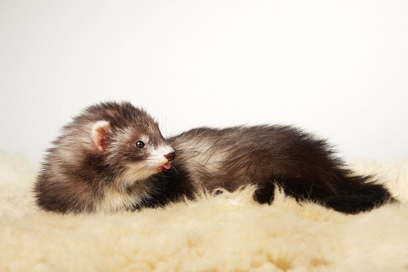 angora ferret lying on fur