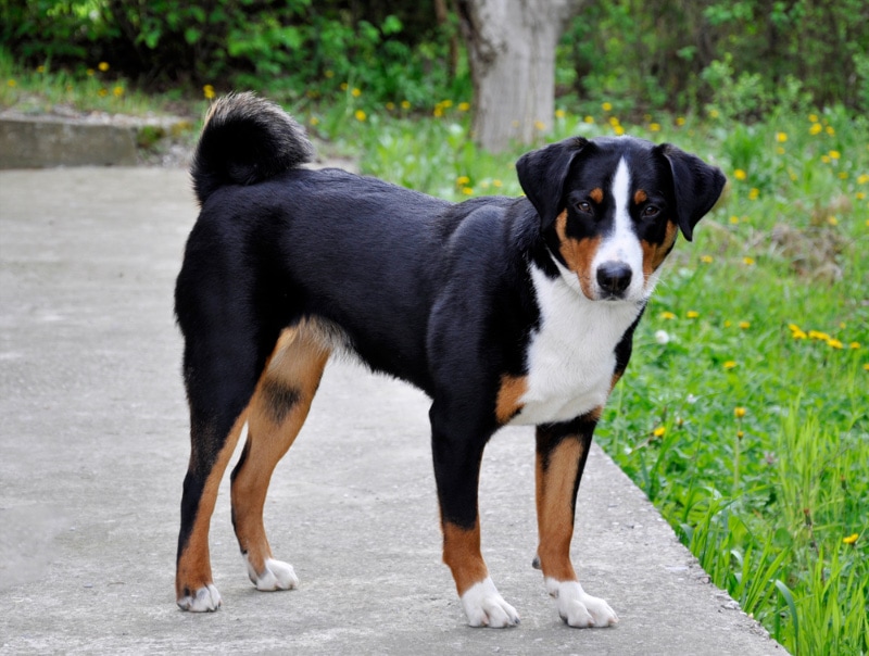 appenzeller sennenhund dog standing on a pathway