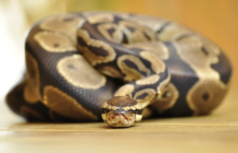 ball python snake