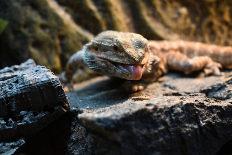 Can Bearded Dragons Eat Honeydew? VetApproved Nutritional Facts & FAQ