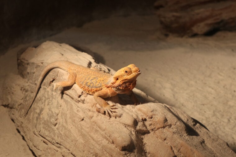 Do Bearded Dragons Brumate With Their Eyes Open? Preparation, Care