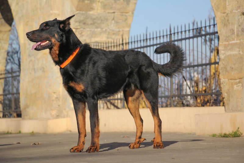 beauceron dog standing against a castle wall