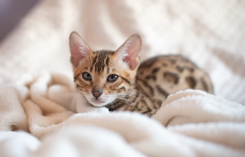 bengal cat kitten in white blanket