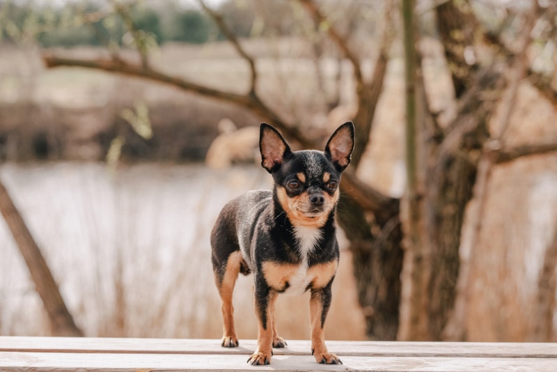 black and tan chihuahua dog standing outdoor