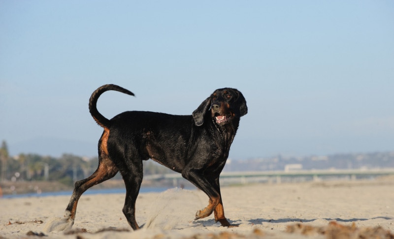 black and tan coonhound dog walking at the beach