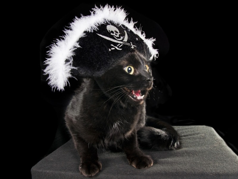 black cat in a pirate hat