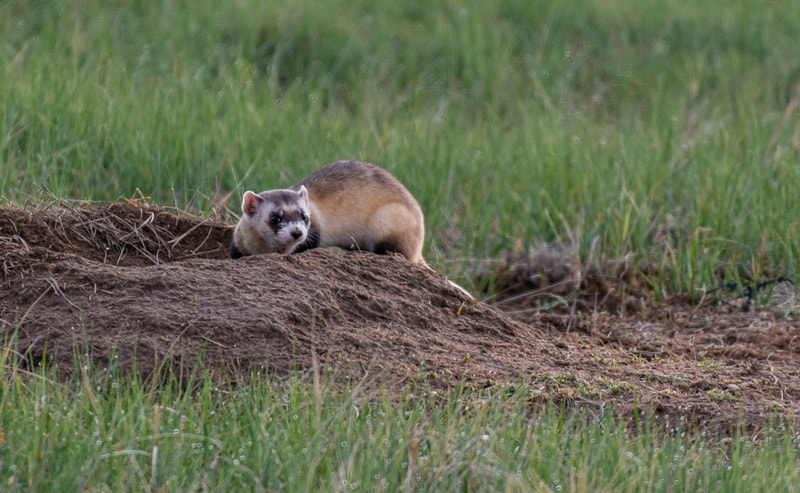 black footed ferret in the field