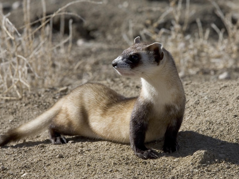 black footed ferret on the ground