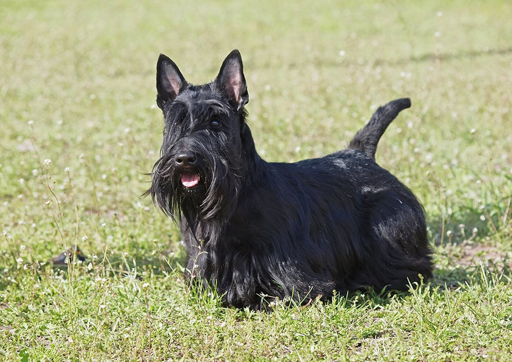 black Scottish terrier dog walking on the grass