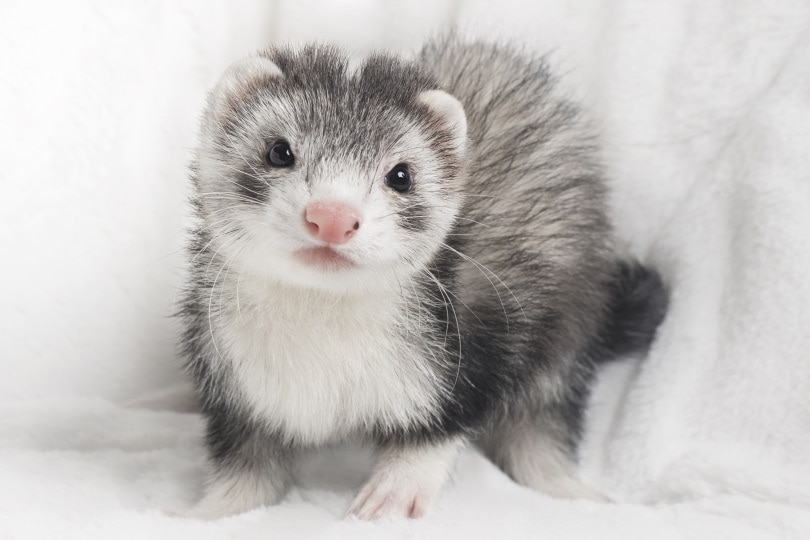 blazed ferret on a white cloth