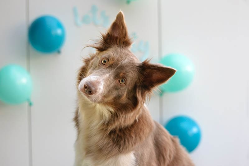 brown and white border collie dog in a party