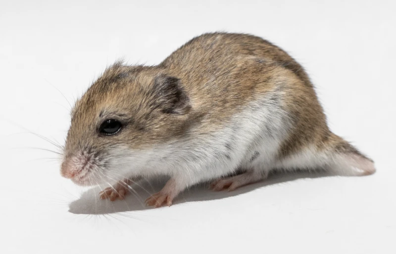 brown and white chinese dwarf hamster on white background