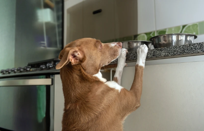 brown and white dog with its paws on the counter looking for food