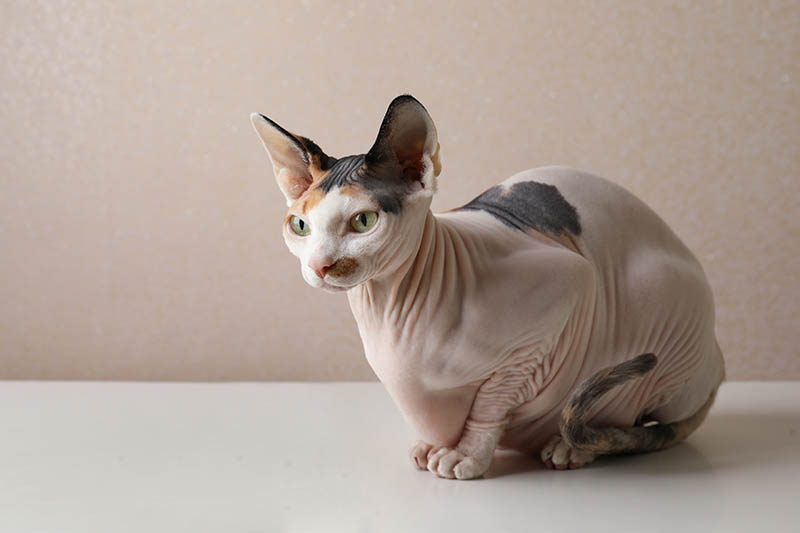calico sphynx cat on the table