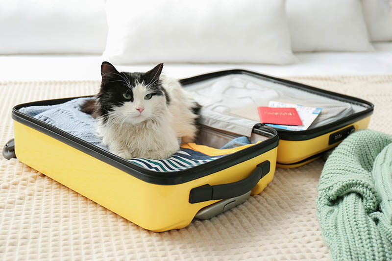 cat sitting on an open suitcase