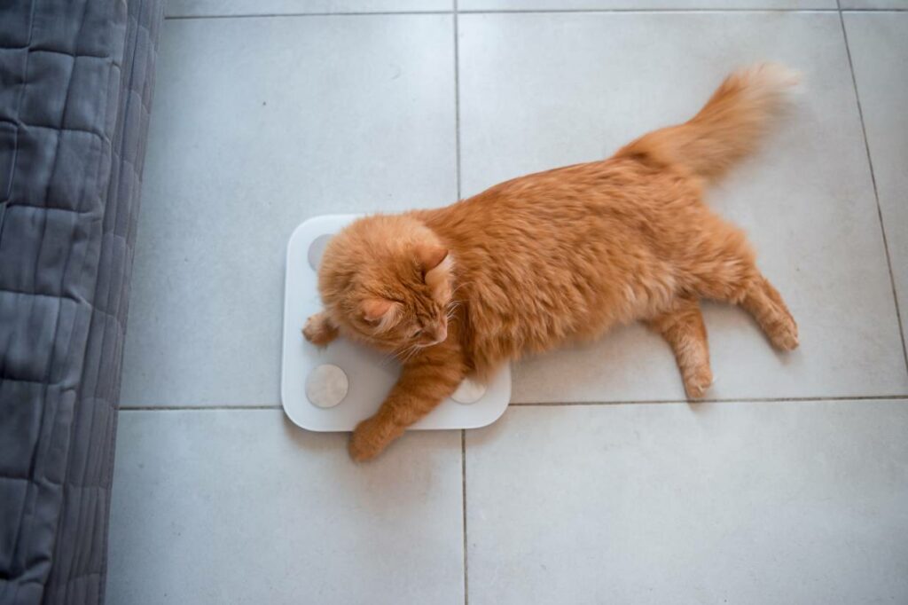 How to Weigh a Cat at Home 5 Vet Approved Tips and Tricks Hepper