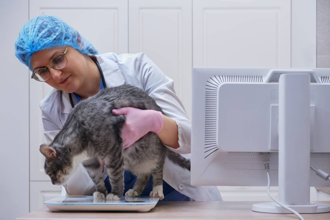 Cat Weighing Scale