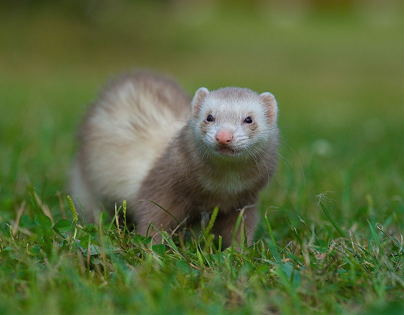 Champagne ferret on the willow