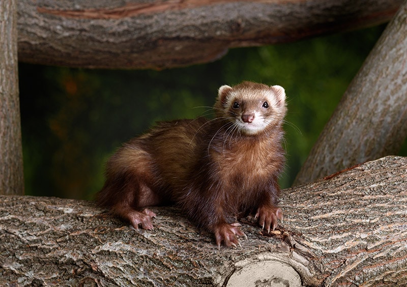 chocolate-colored ferret in the tree
