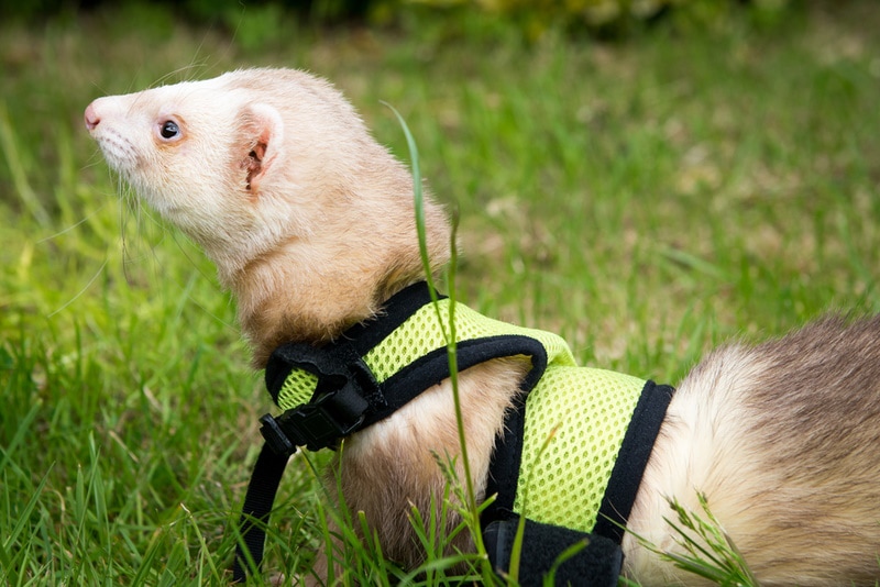 cinnamon ferret on the grass