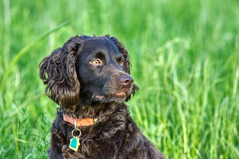 close up boyskin spaniel wearing collar
