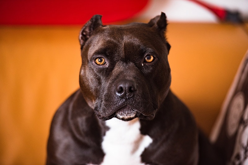 close up brown and white american pitbull terrier