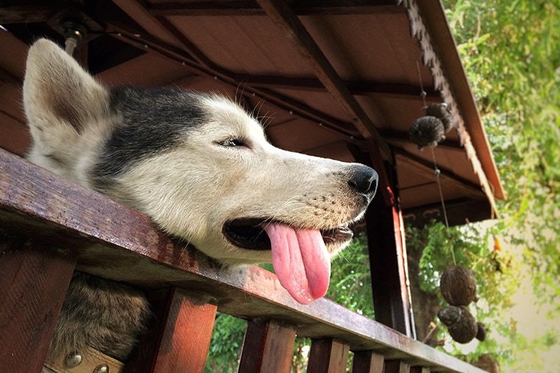 close up dehydrated siberian husky dog outdoor