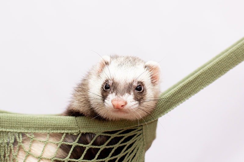 close up ferret lying in a hammock