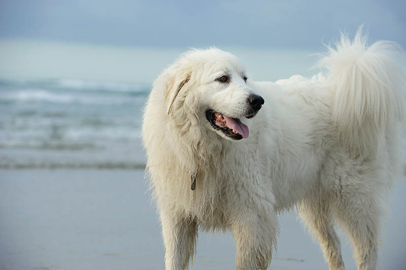 close up great pyrenees dog at the beach