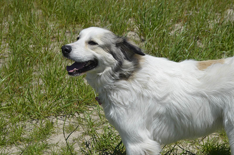 close up happy colorado mountain dog