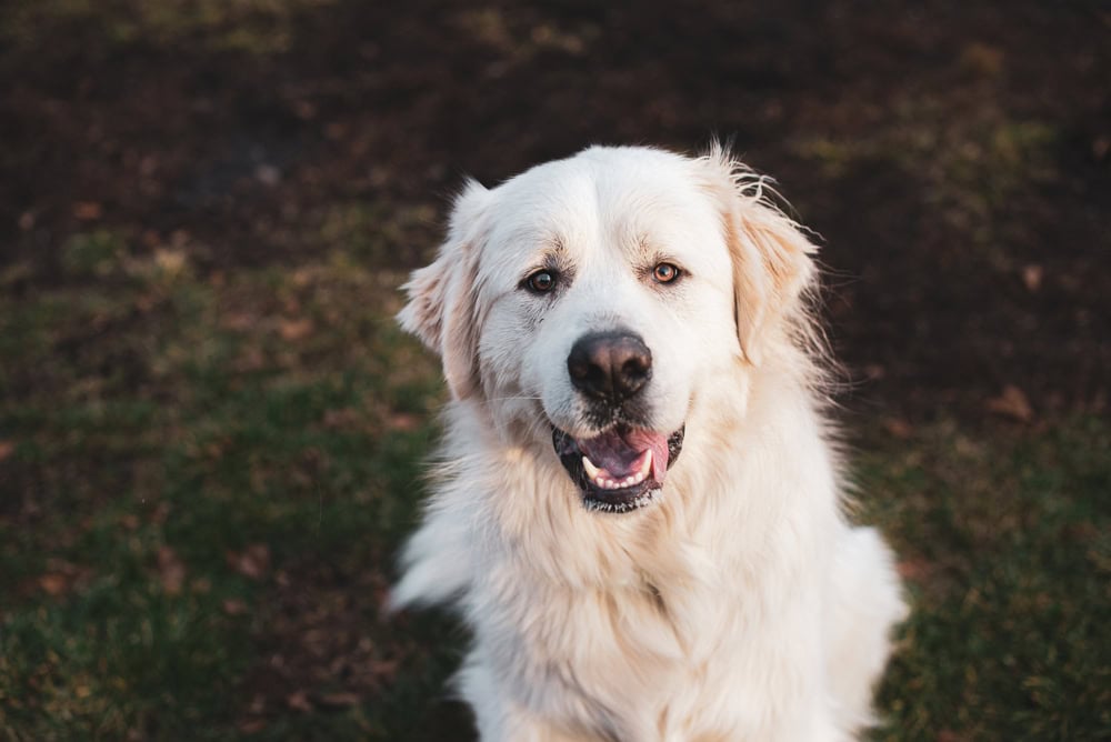 close up of a great pyrenees dog outdoors