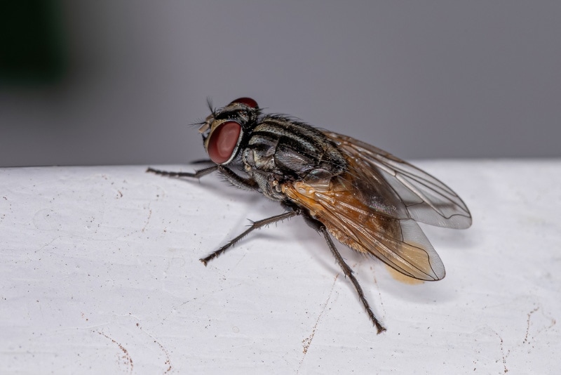 close up of a house fly