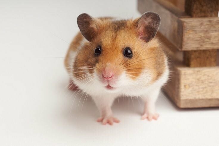 close up of a syrian hamster