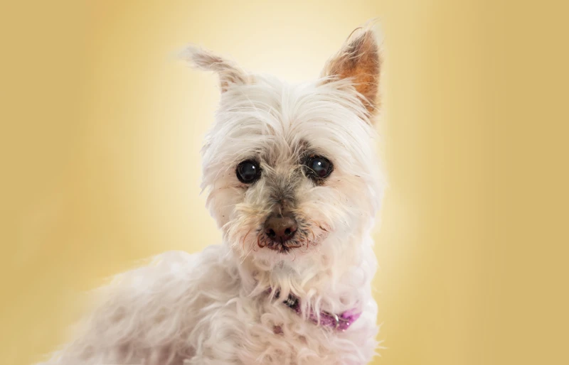 close up portrait of a Scotchi (Scottish Terrier Chihuahua Mix) dog on yellow background