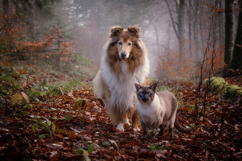 collie dog and siamese cat in the forest