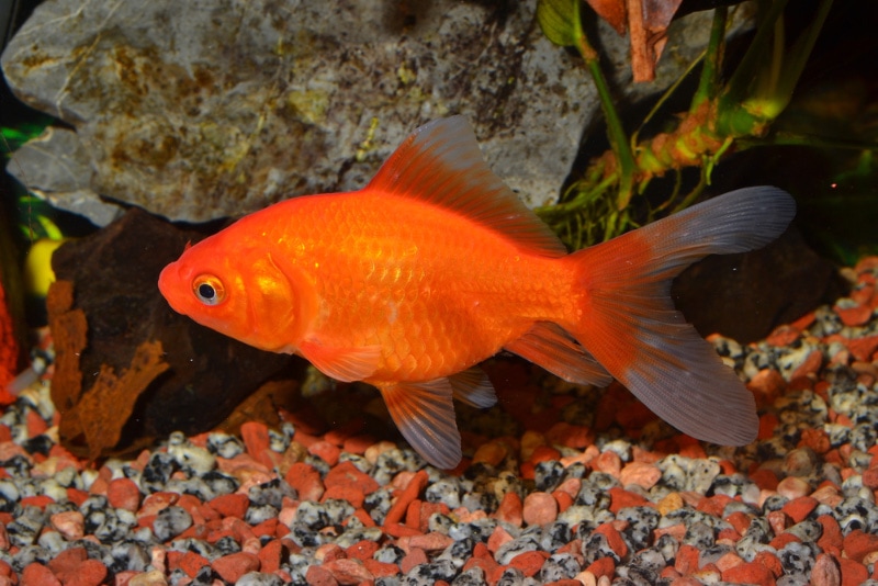 common goldfish in aquarium