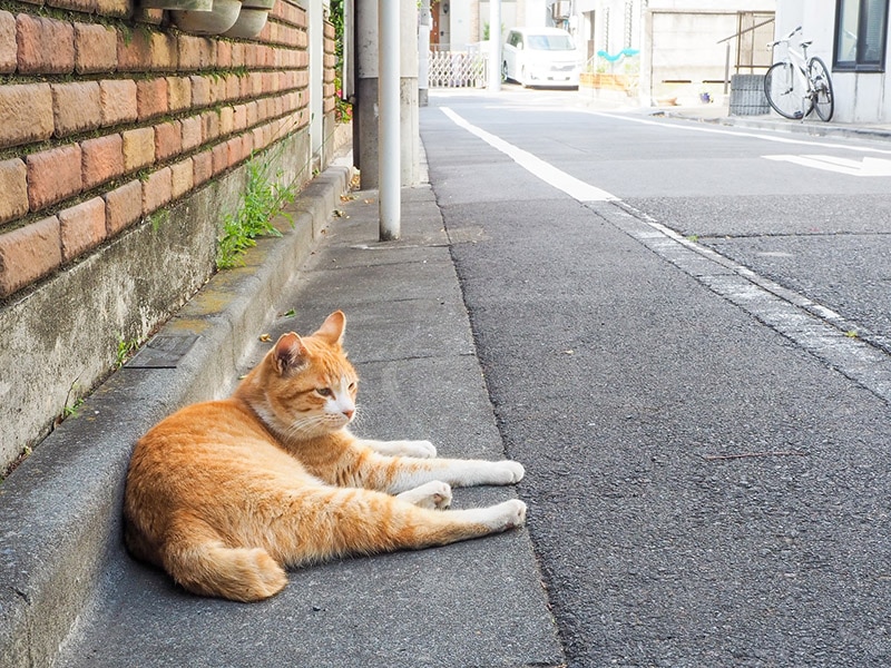 community cat resting on the side of the street