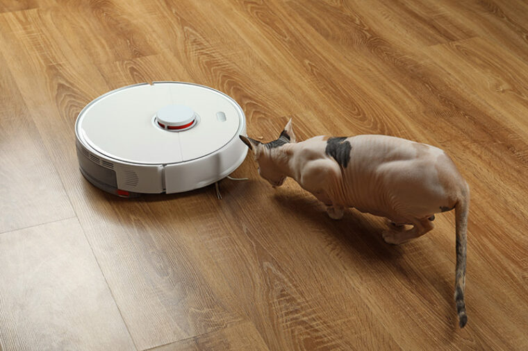 Why Do Cats Ride Roombas? Feline Behavior Explained Hepper