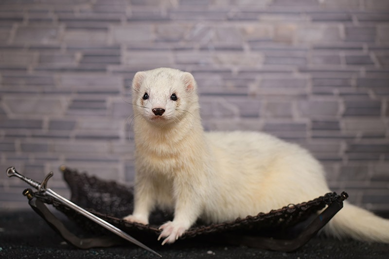 dark-eyed white indoor ferret posing in the studio