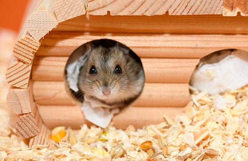 Djungarian hamster inside its wooden playhouse