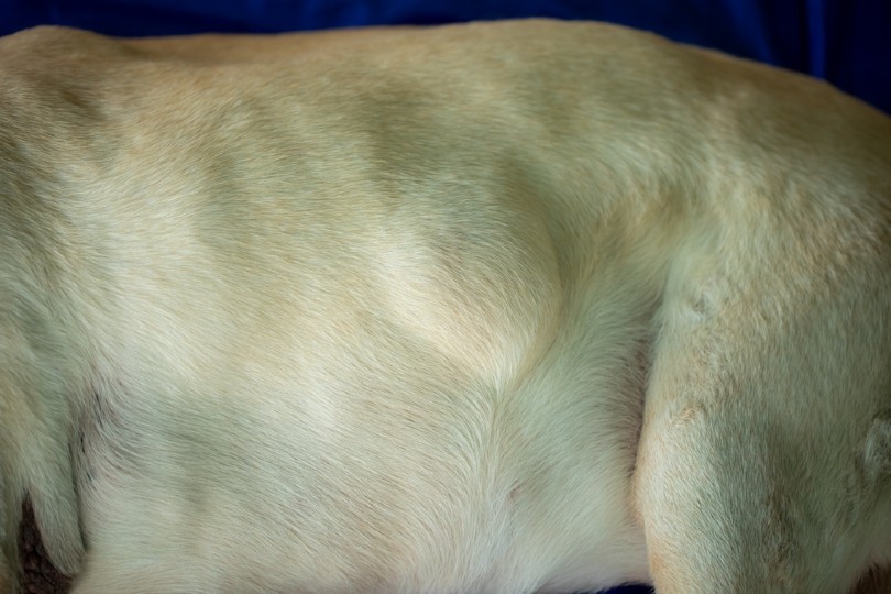 dog lipoma