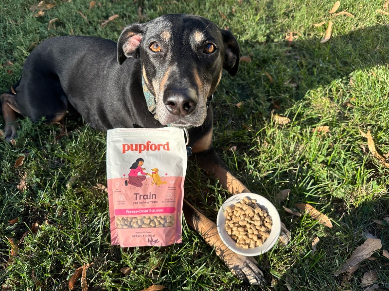 dog lying on the grass with pupford freeze-dried salmon treats