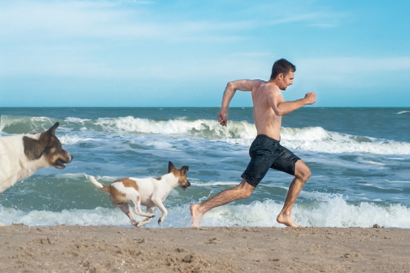 dogs chasing a man at the beach