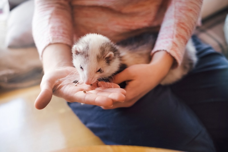 domestic ferret eating from the girl's hand