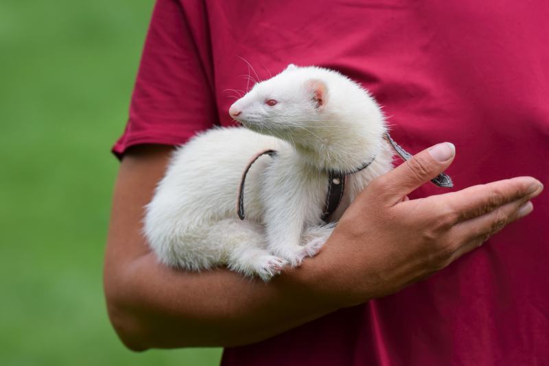 domestic white albino ferret relaxing in its owners arms
