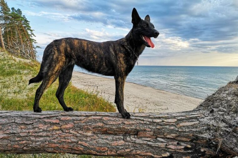 12 Dutch Dog Breeds: Pictures, Facts & History | Hepper