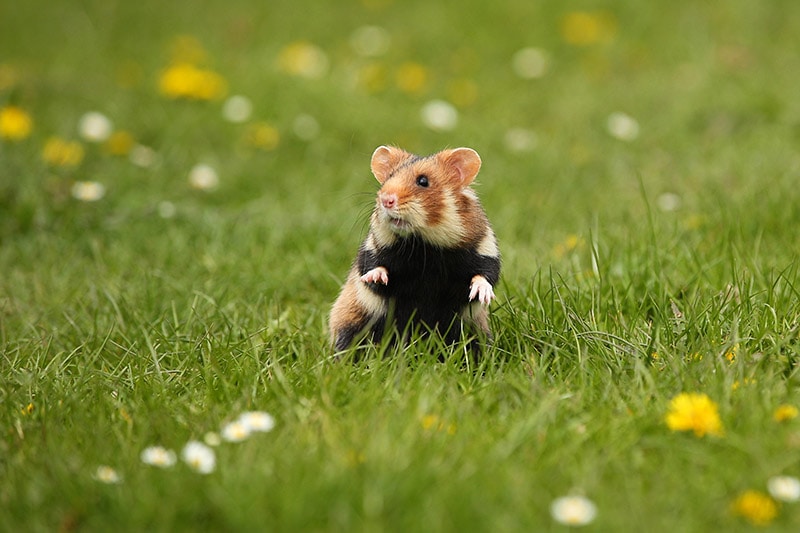 Wild Hamsters: Facts, Threats, & Conservation