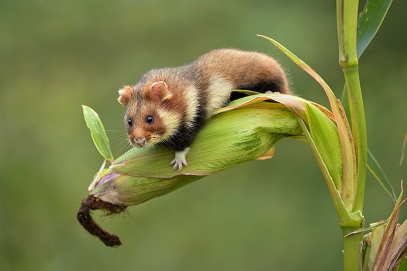 Where Do Hamsters Live in the Wild? - WorldAtlas