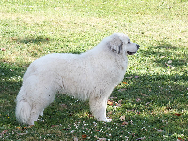 female great pyrenees dog standing on the grass