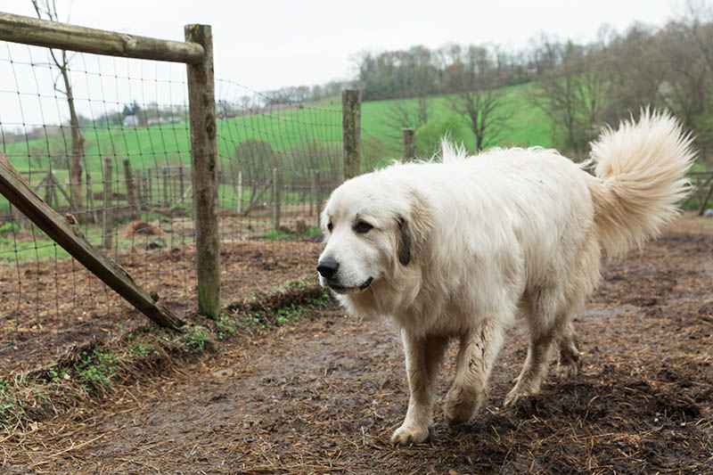 female great pyrenees dog walking outside the farm